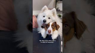 When my dog feels lonely  #dog #cuteanimals #samoyed #australianshepherd #puppy