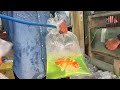 Process of Colour Fish Export in Kolathur Aquarium Street