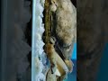 Nice Crab. eggs