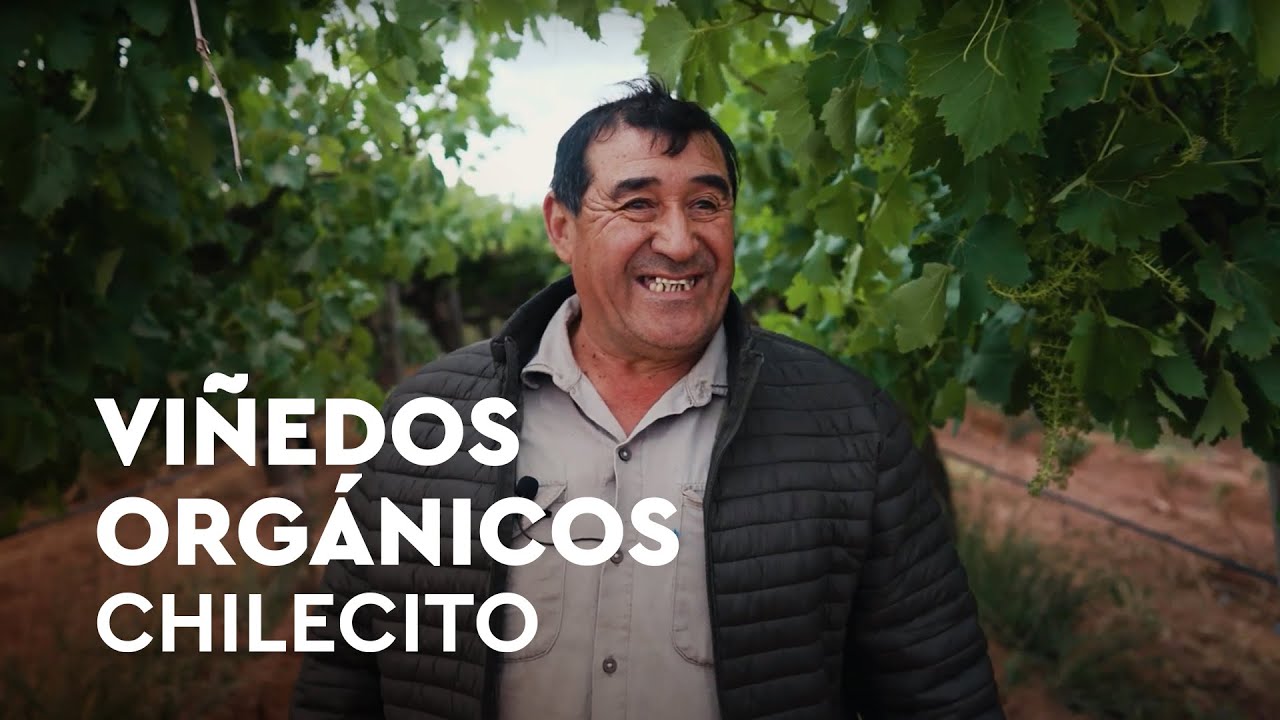 🍇 Producción de uva orgánica para vinificar, utilizando BIOFERT de Agro Sustentable. #bioinsumos