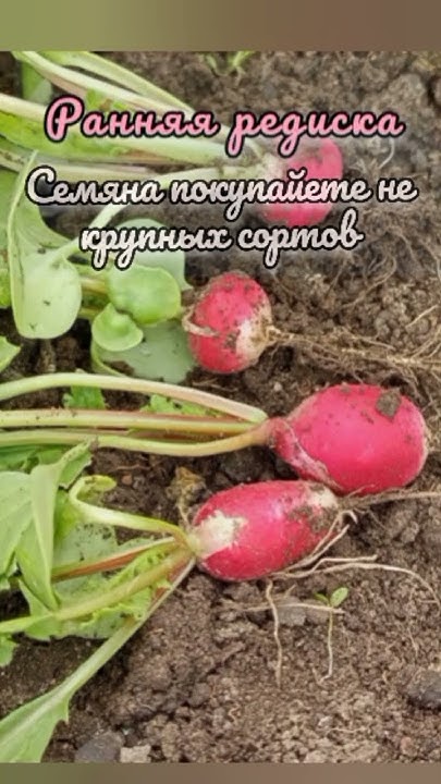 Ранняя редиска на лоджии, в теплице - YouTube