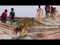 10 Scariest Creatures Found In Rivers!