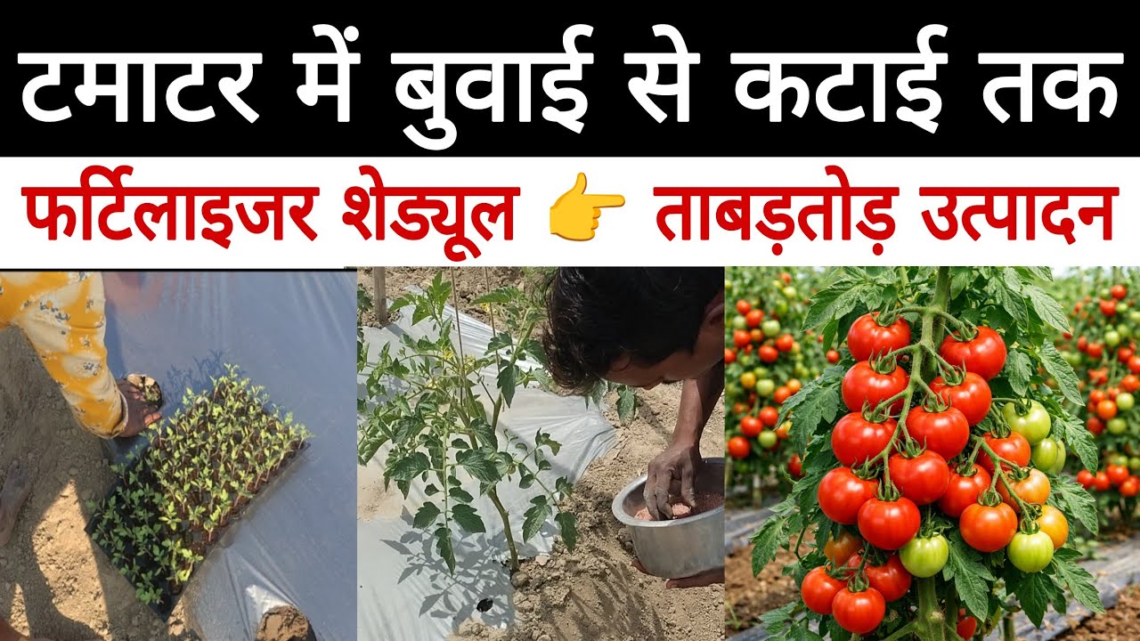 अंतिम तुड़ाई तक नहीं घटेगा टमाटर का वजन | A to Z fertilizer schedule | Tomato farming | टमाटर |