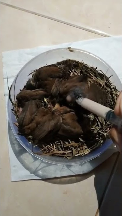 Meloloh Anakan/Lolohan Burung Emprit Kaji