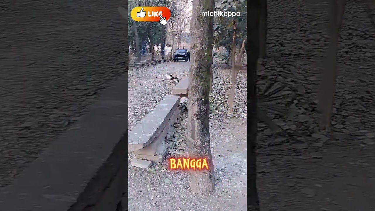 Merpati yang malang #shorts #shotsvideo #kucing