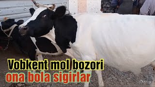 Vobkent mol bozori ona bola sigirlar narxlari 28/08/2021