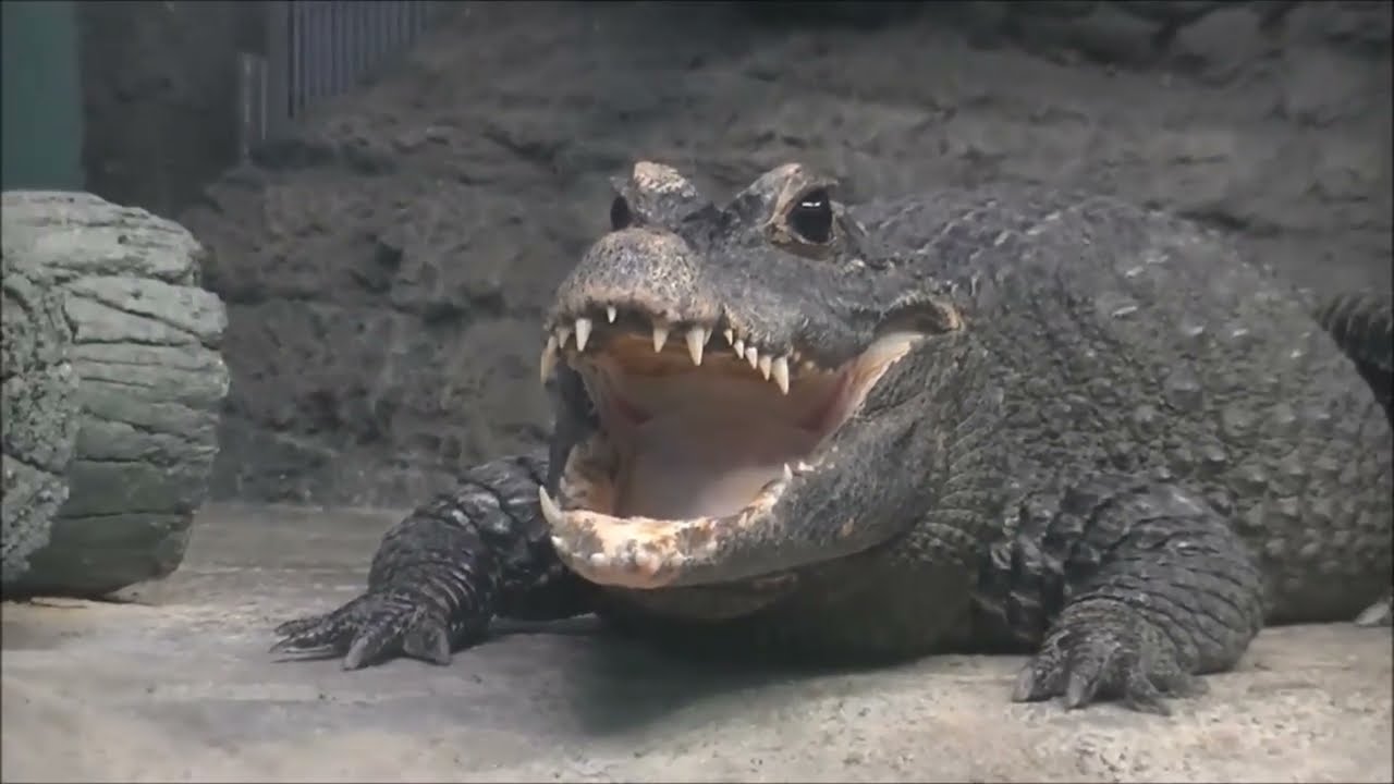 ワニの口の中 & 歯 part1 (ニシアフリカコガタワニ) / 東山動物園 - YouTube