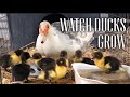 HOW DUCKS GROW? - Watch Muscovy Ducks Grow Day 1 to 2 Months #HOMESTEADING #Muscovyducks