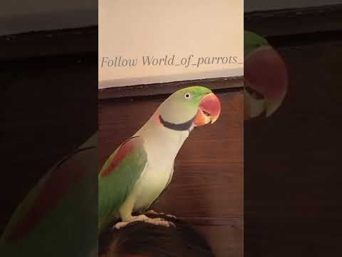 Chanda Hai Tu  Parrot Singing