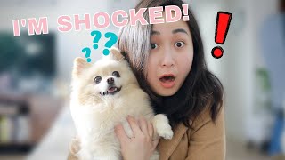 We DNA Tested Our Pomeranian | Embark Dog DNA Test Review