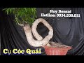 ♧Huy Bonsai♧ (sdt:0934.938.011) Cụ cóc quái đáng sưu tầm