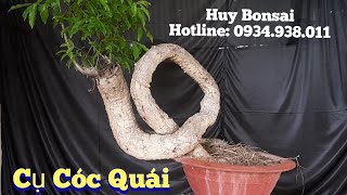 Huy Bonsai (sdt:0934.938.011) Cụ cóc quái đáng sưu tầm