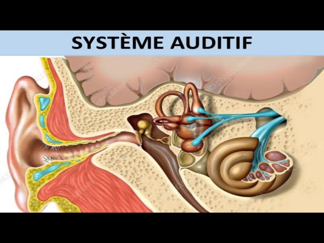 LA PHYSIOLOGIE DE L'AUDITION