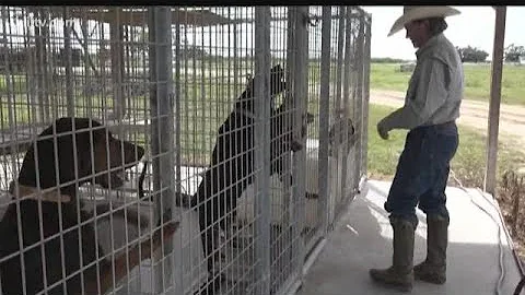 Refugio dogs successful in hunt for rhino poachers...