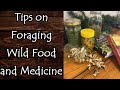 Tips on Foraging Wild Food and Medicine