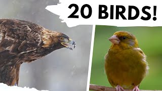 BIRDSONGS for Beginners  20 British bird songs and calls!
