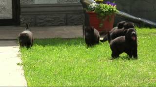 Немецкая овчарка... щенки один месяц (Бричаны)Ghena VIDEO FOTO Briceni Немецкая овчарка... щенки один месяц (Бричаны)Ghena VIDEO FOTO Briceni