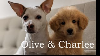 The Story of Olive and Charlee