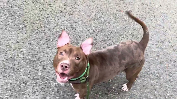 Ear bobbing Auburr A# 240081