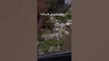 كيف تربي حربايه 