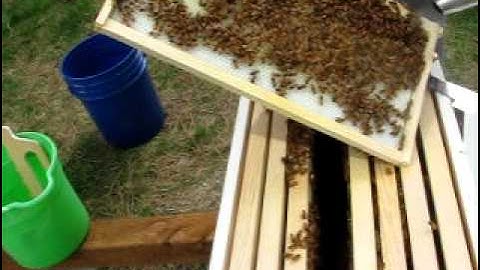 Inspection of hive #2 one week after installation