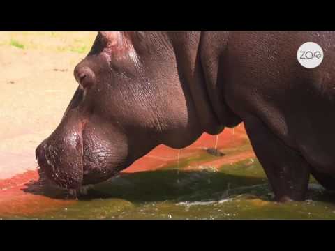 Hippo Birthday! Imani is jarig.