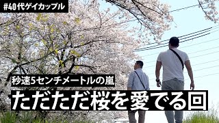 【京都】嵐のような桜吹雪を満喫！ただただ桜を愛でまくるの巻 | 40代ゲイカップル | 40's G-log