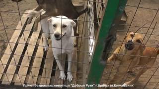 Приют бездомных животных "Добрые Руки" г.Брянск (п.Елисеевичи) Приют бездомных животных "Добрые Руки" г.Брянск (п.Елисеевичи)