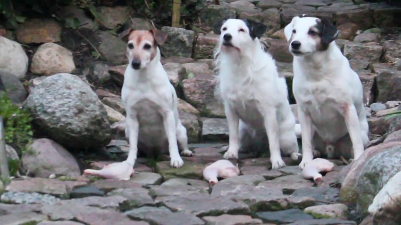 Jack Russel Terrier Chicken YouTube