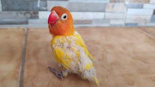 BUYING A LOVEBIRD FOR 50 THOUSAND LIKE THIS, what a shame!