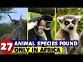 27 Animal Species Found Only In Africa