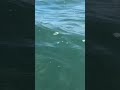 Подводное погружение Кусто