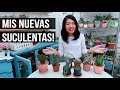 ¿QUÉ CACTUS Y SUCULENTAS COMPRÉ? VIVERO EN EL MALL DEL SUR