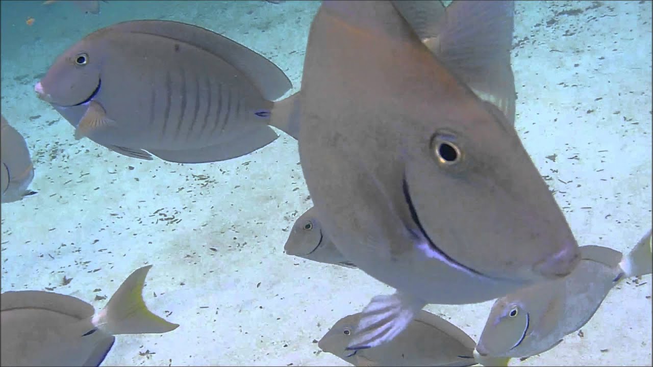 Attack Of The Underwater BEES YouTube