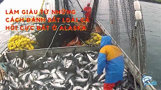 Cách làm giàu từ nghề đánh bắt loài cá hồi cực đắt ở Alaska