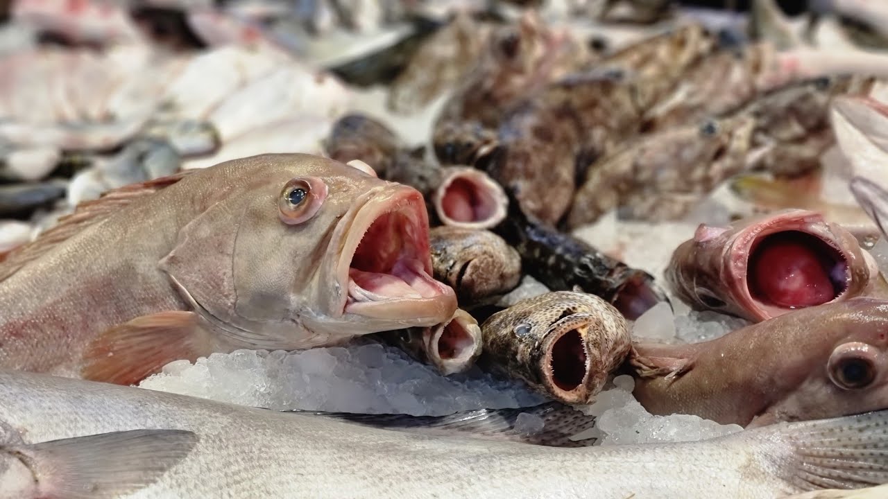 أحسن ٥ أنواع سمك ناكلهم 🐟 واوحش سمك نبعد عنه في مصر 🇪🇬 مع ايمي #ملكة_البحريات