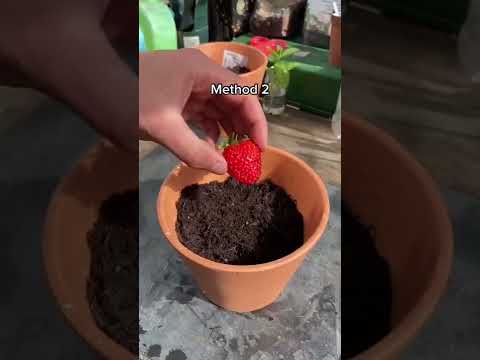 Video: Albion Strawberry Info - Albionin mansikkakasvien kasvattaminen ja hoito