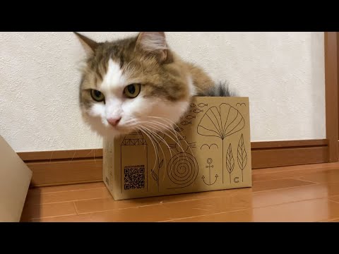 小さい箱に無理やり入る猫