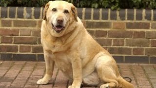 faire maigrir son animal de compagnie youtube