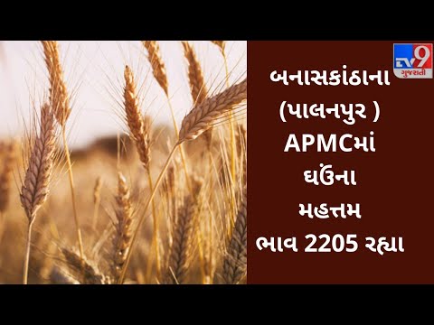 APMC : બનાસકાંઠાના પાલનપુર APMCમાં ઘઉંનો મહત્તમ ભાવ રૂપિયા 2205 રહ્યા,જાણો જુદા જુદા પાકના ભાવ |Tv9