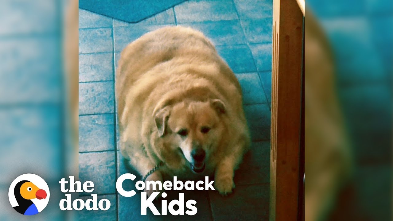Watch What Happens When This Dog Loses 100 Pounds! | The Dodo Comeback Kids
