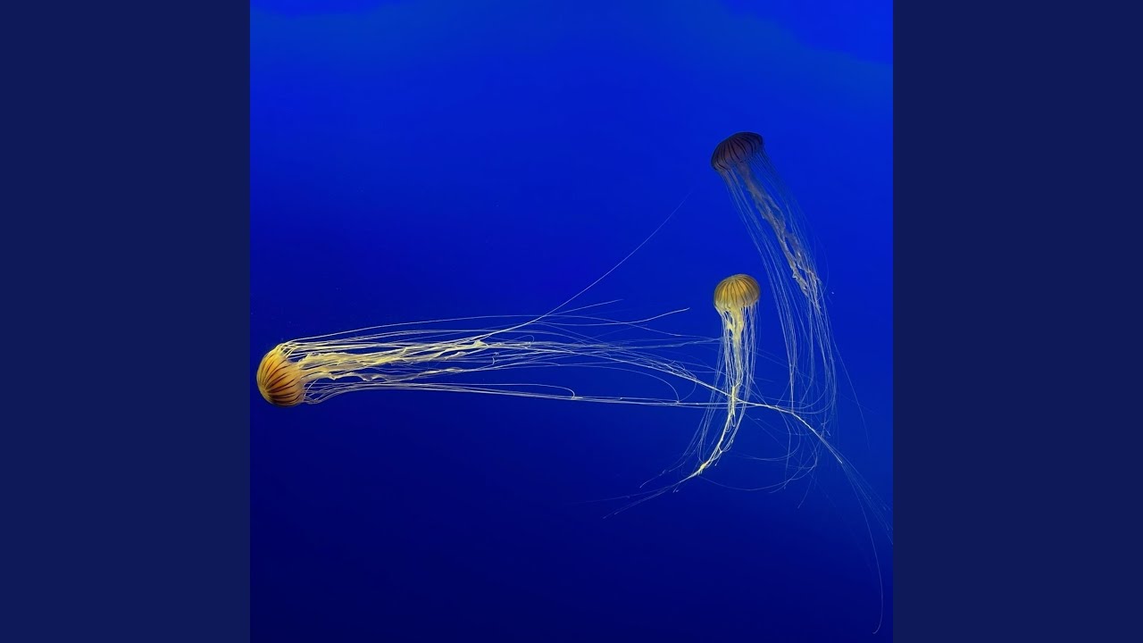 YouTubeでFlow Stateを視聴 YouTubeでFlow Stateを視聴