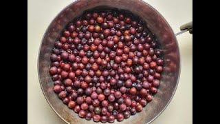 Uncommon Tree/ Uncommon Fruit