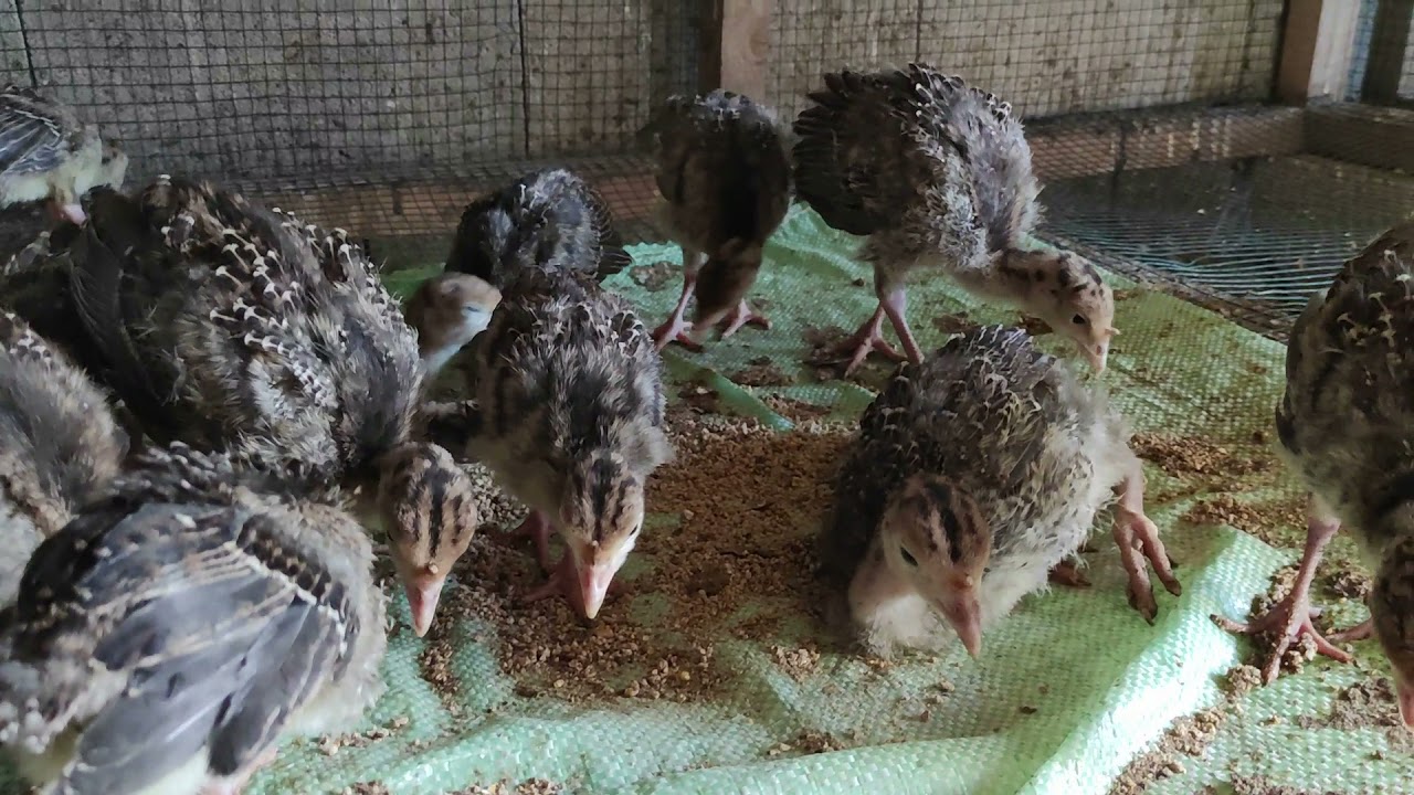 Hindiler büyüyor Hindi Yetiştiriciliği hindi bakımı nasıl olmalıdır? #hindi #palaz #Antalya