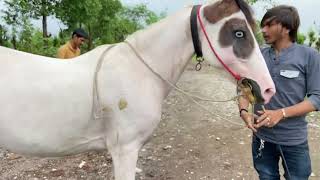 Kathiyawadi horse 🐎