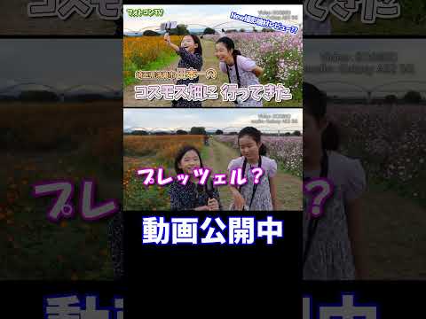 鴻巣市 日本一のコスモス畑に行ってきた