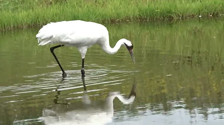 ENDANGERED WHOOPING CRANE By Thomas Nicholls