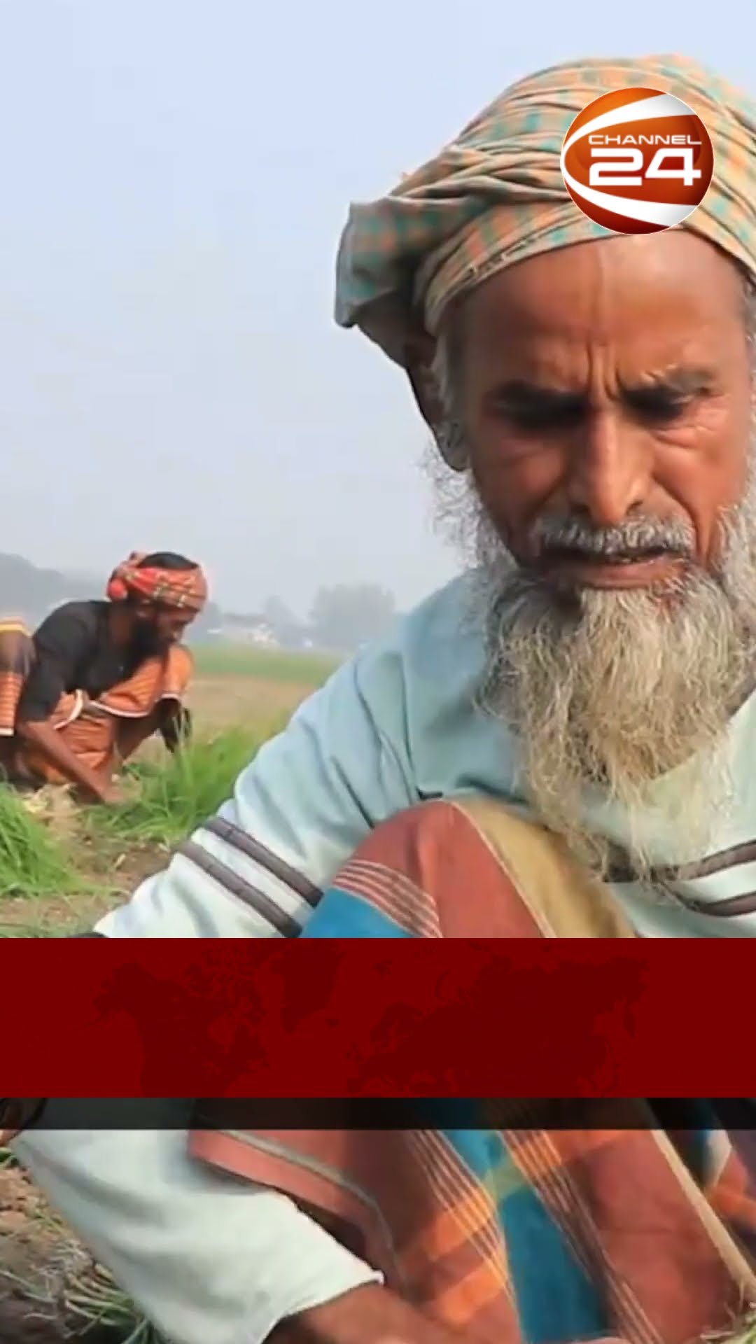 চারা পেঁয়াজ আবাদেও লোকসানের আশঙ্কা #channel24 #news #channel24_news