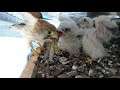 Kestrel Chicks Day 20 - 31st December 2020