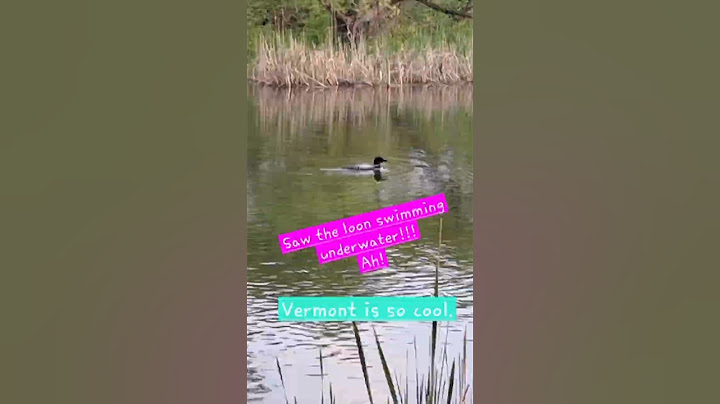Saw a loon swimming underwater! So cool! #beautiful #amazing #wow #nature #birds #loon